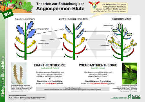 Theorien zur Entstehung der Angiospermen-Blüte